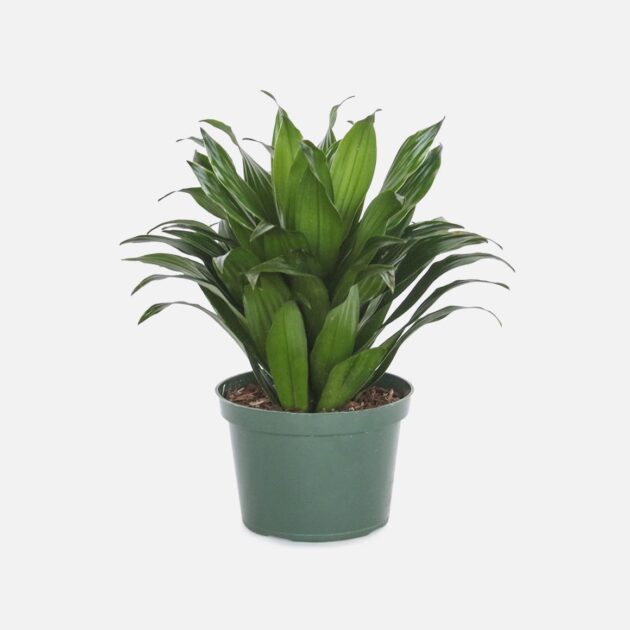 Planta 2